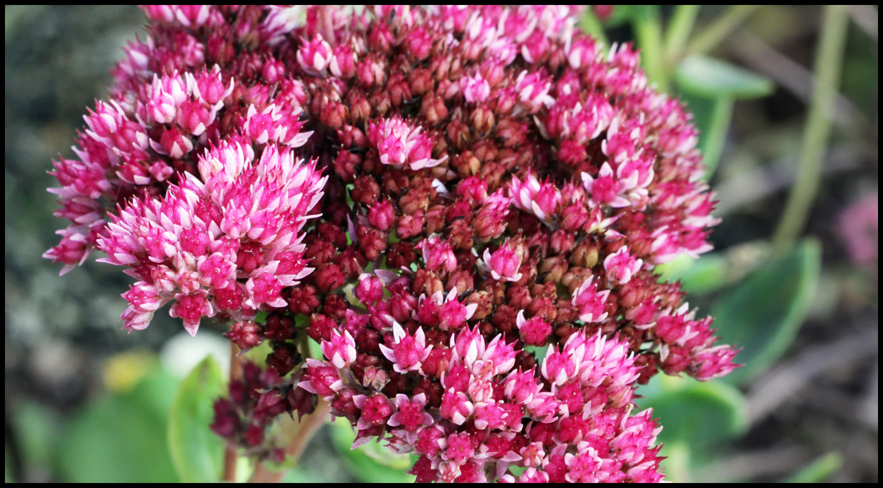 Mauerpfeffer Sedum spec. Bienenroute
